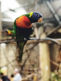 Close-up of parrot perching on branch
