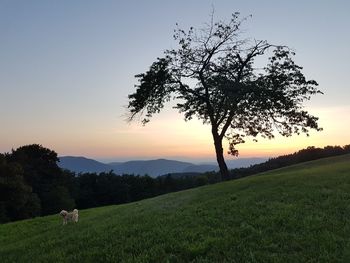 Tree on field against sky during sunset