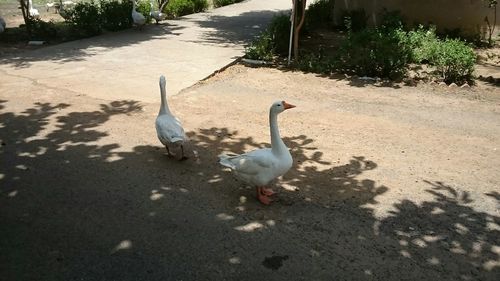 White swans in water