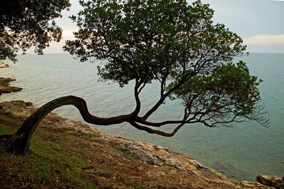 Tree by sea against sky