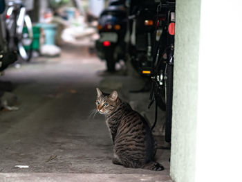 Cat sitting on street in city