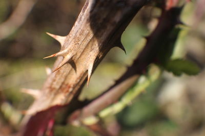 Close-up of dry leaves on tree