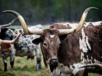 Texas longhorns cattle 3