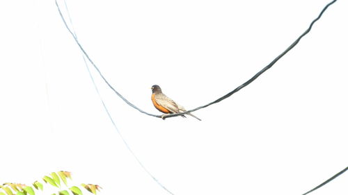 Low angle view of bird perching on cable against clear sky