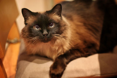 Close-up portrait of a cat