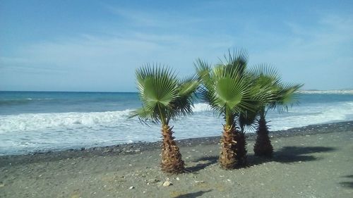 Palm trees on beach against sky