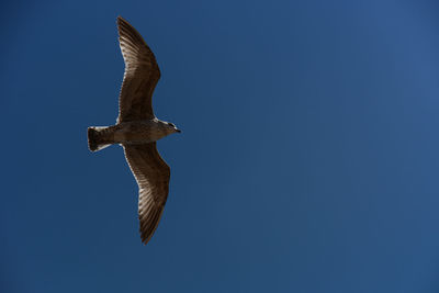 Seagull in flight from underneath against blue sky