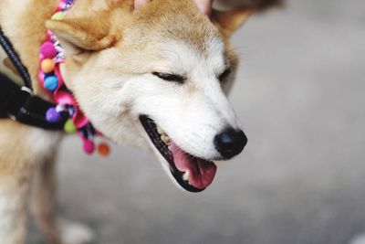 Close-up of dog sticking out tongue