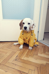 Portrait of dog sitting on hardwood floor