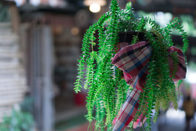 Close-up of christmas decorations hanging on tree