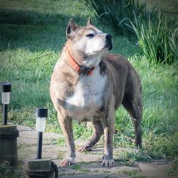 Dog standing on grass