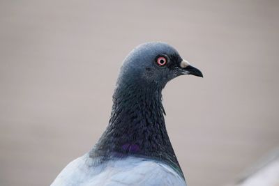 Close-up of a bird