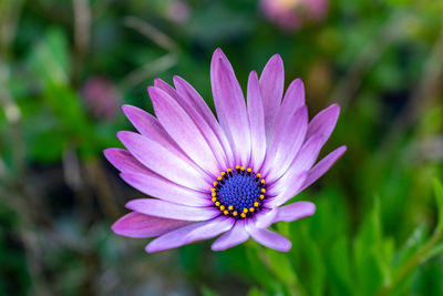 A beautiful single blooming purple flower standing alone in a garden of green leaves