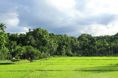 Scenic view of agricultural field against sky
