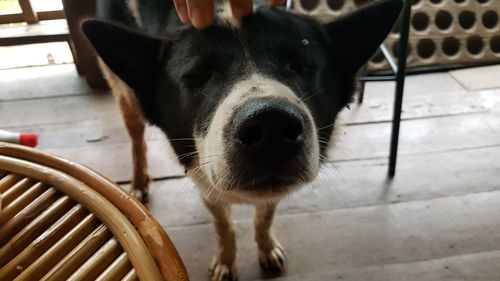 Close-up portrait of dog standing at home