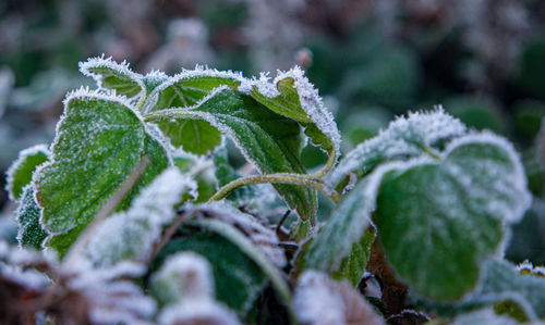 Close-up of frozen plant during winter