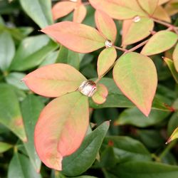 Close-up of green leaves on plant