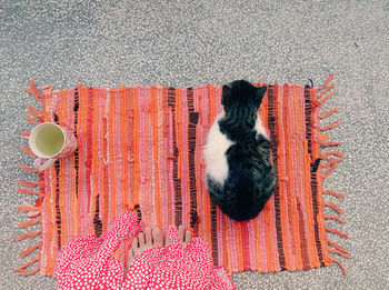 Low section of woman standing by cat and drink on carpet