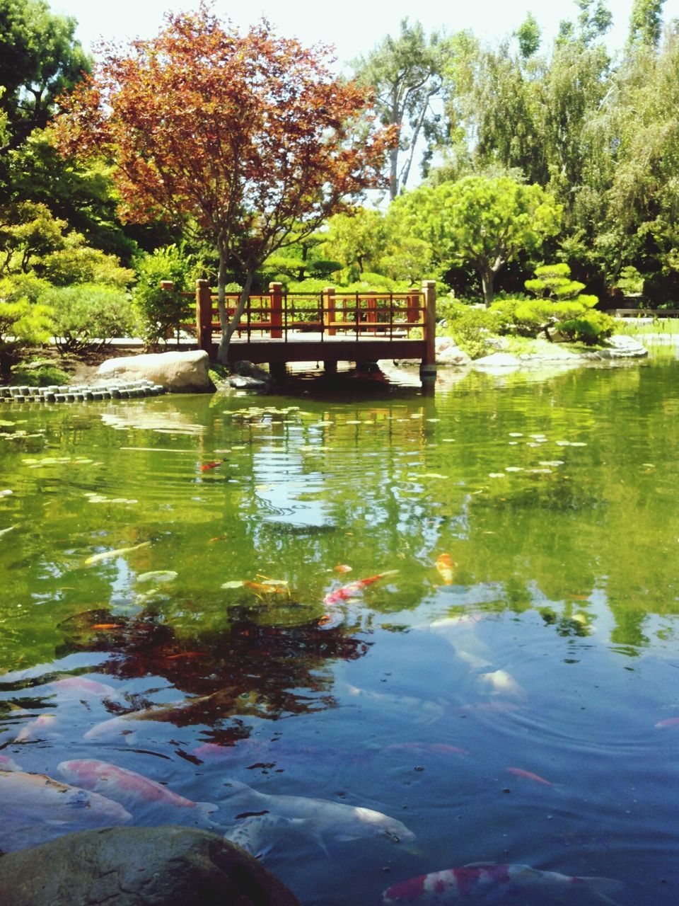 water, tree, reflection, lake, pond, tranquility, growth, nature, green color, beauty in nature, park - man made space, leaf, tranquil scene, waterfront, plant, floating on water, river, day, outdoors, no people