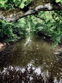 Reflection of trees in water
