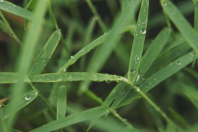 Close-up of wet plant during rainy season