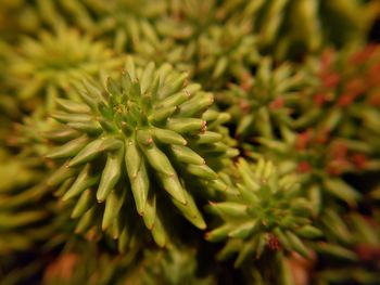 Close-up of fresh green plant