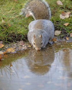 High angle view of squirrel in lake