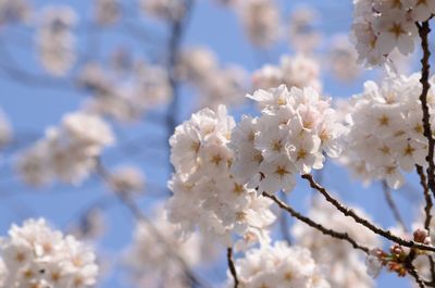 Close-up of white cherry blossom tree