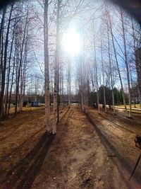 Sunlight streaming through trees in forest
