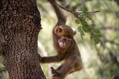 Monkey on tree branch