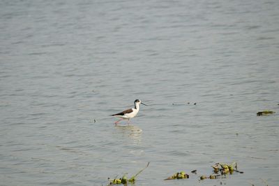 Sandpiper in river