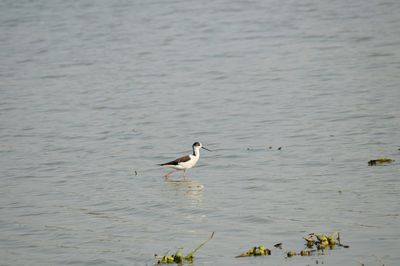 Sandpiper in river