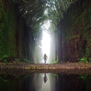 Reflection of trees in water