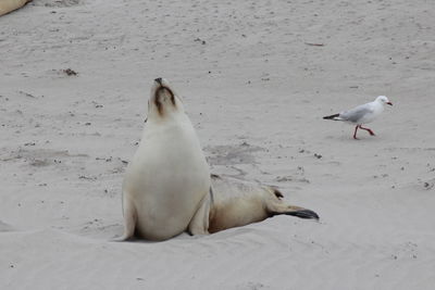 White bird on sand at beach