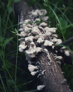 Close-up of a mushroom in the forest