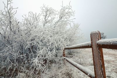 Low angle view of bare trees against sky