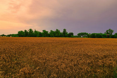 Scenic view of field against sky during sunset