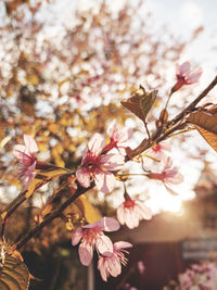 Close-up of pink cherry blossoms in spring