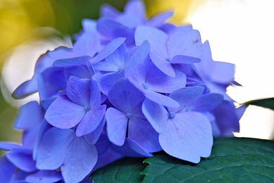 Close-up of purple hydrangea flowers