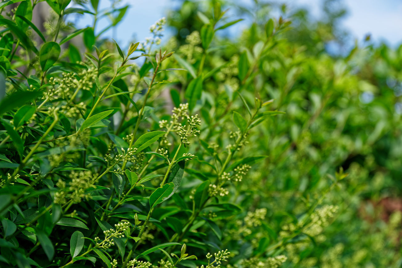 CLOSE-UP OF FRESH GREEN LEAVES