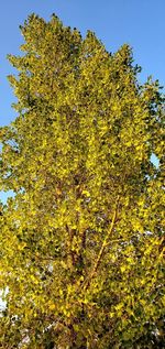 Low angle view of yellow flowering plants against sky