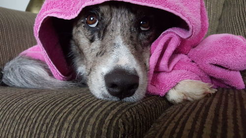 Close-up portrait of dog