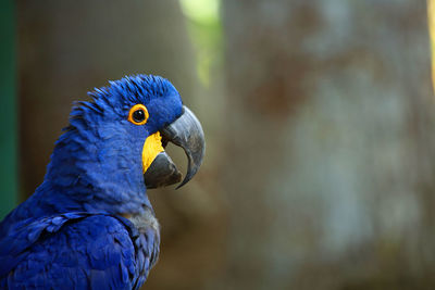 Close-up of parrot