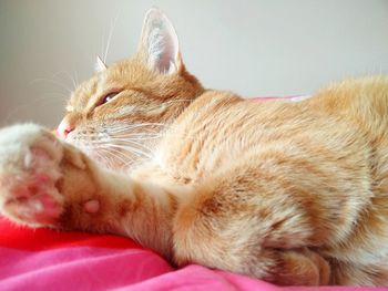 Close-up of cat sleeping