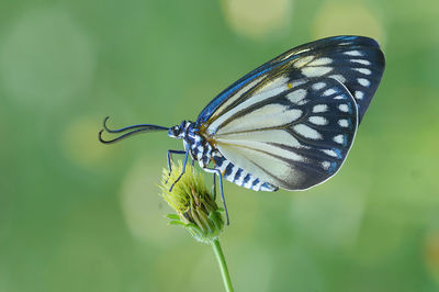 Beautiful butterfly