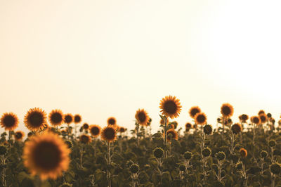 Close-up of sunflower field against clear sky during sunset