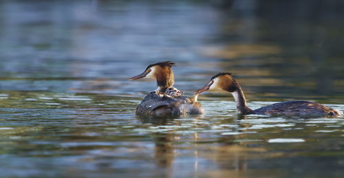 Crested greb, podiceps cristatus, ducks and baby