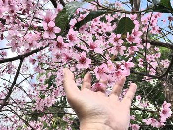 Low angle view of pink cherry blossoms in spring