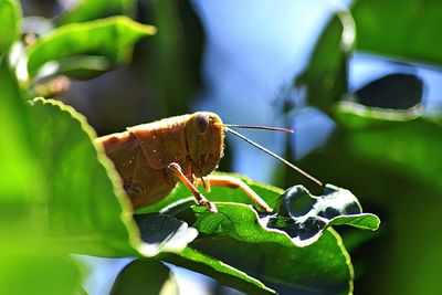 Close-up of insect on plant
