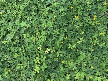 Full frame shot of leaves on field